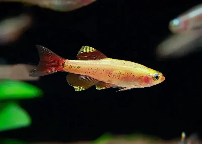 Golden White Cloud - Freshwater Livestock