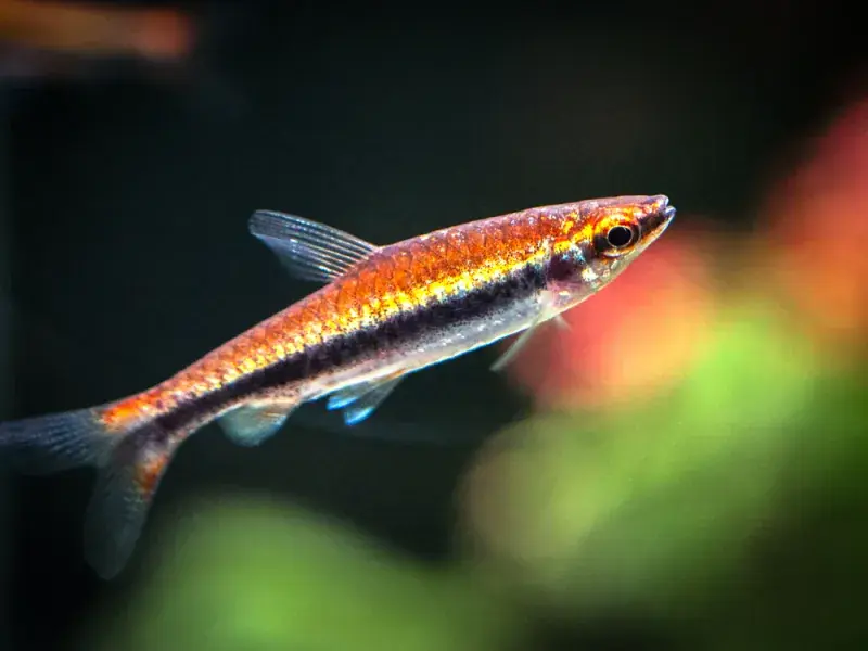 Beckford Pencilfish - Freshwater Livestock