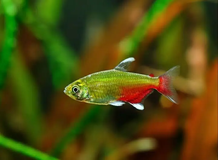 Green Fire Tetra - Freshwater Livestock