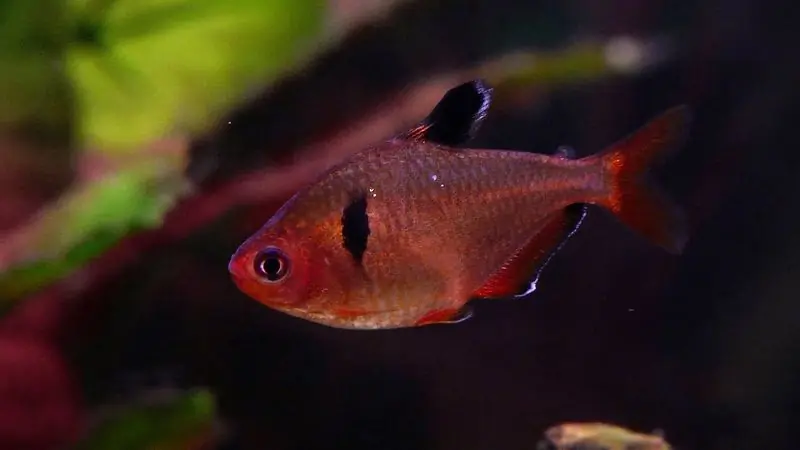 Red Phantom Tetra - Freshwater Livestock