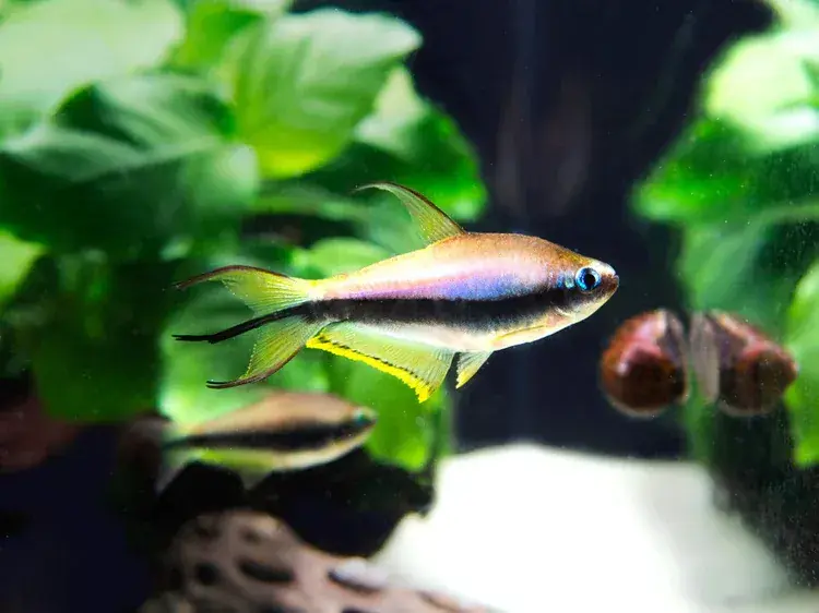 Emperor Tetra - Freshwater Livestock