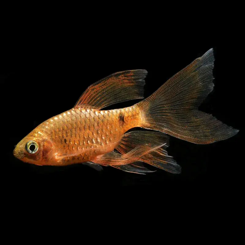 Longfin Rosy Barb - Barbs