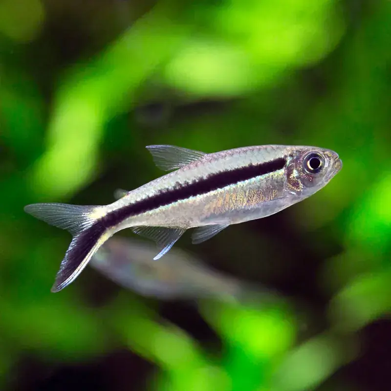 Penguin Tetra - Freshwater Livestock