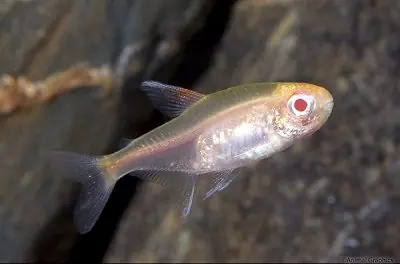 Albino Glowlight Tetra - Freshwater Livestock