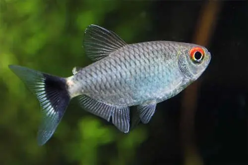Red Eye Tetra - Freshwater Livestock