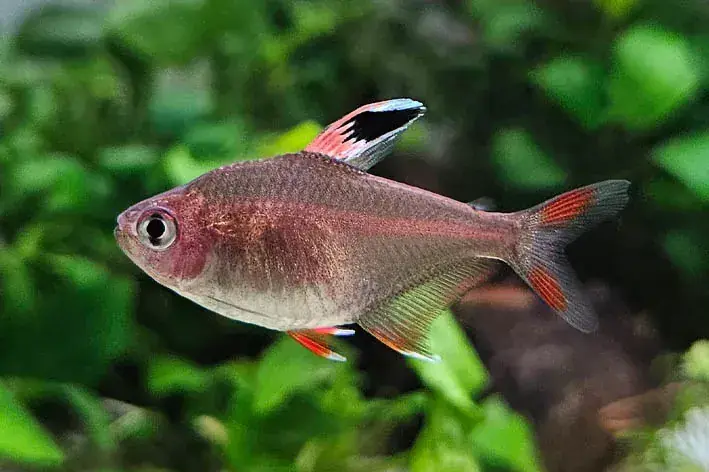 Rosy Tetra - Freshwater Livestock