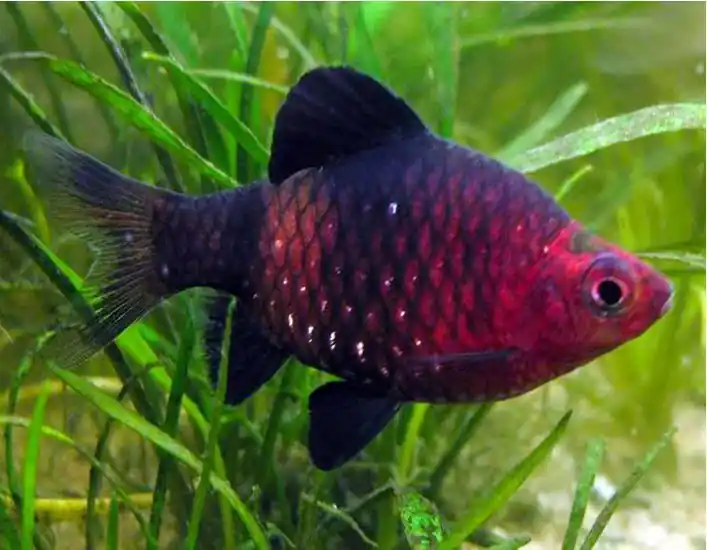 Black Ruby Barb 1.5" - Barbs