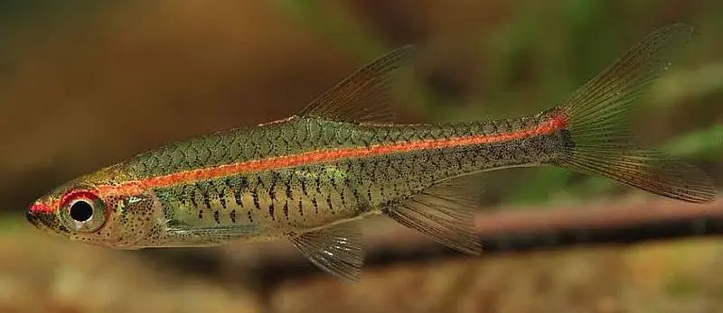 Red Striped Rasbora - Freshwater Livestock