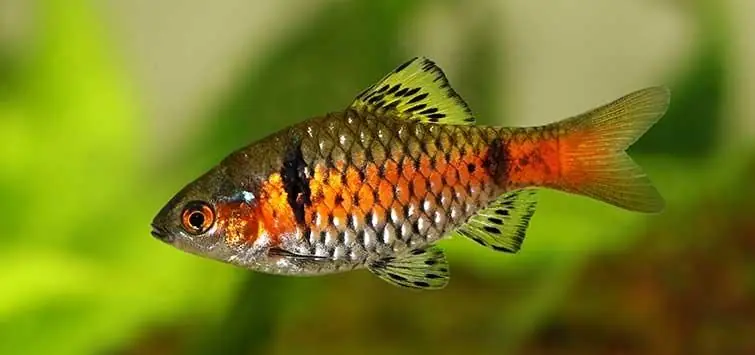 Odessa Barb 1”-1.25”