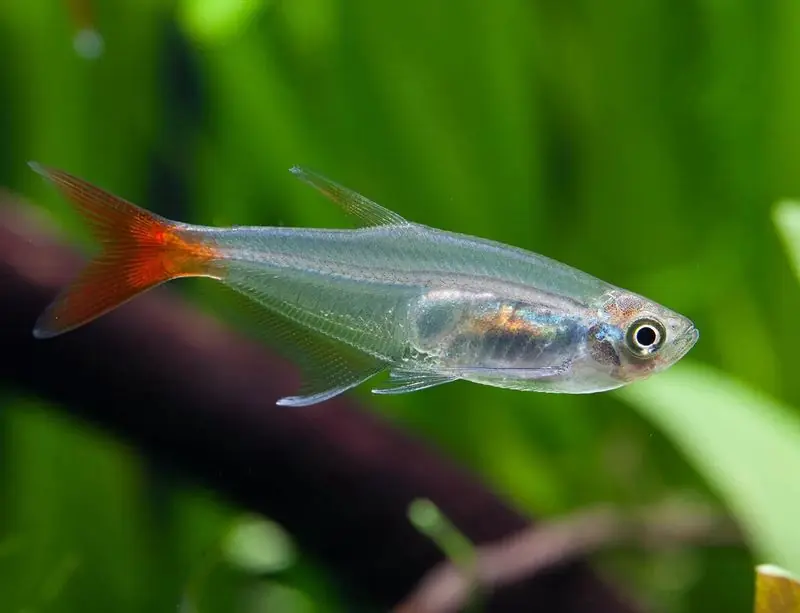 Blood Fin Tetra - Freshwater Livestock