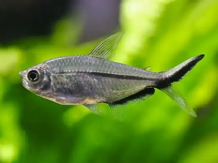 Blackline Tail Tetra - Freshwater Livestock