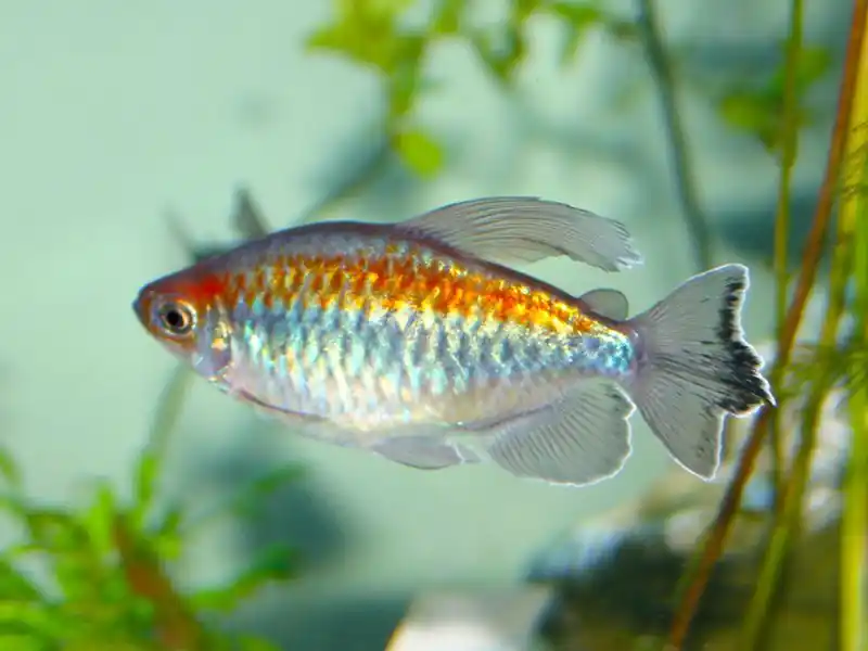 Congo Tetra - Freshwater Livestock