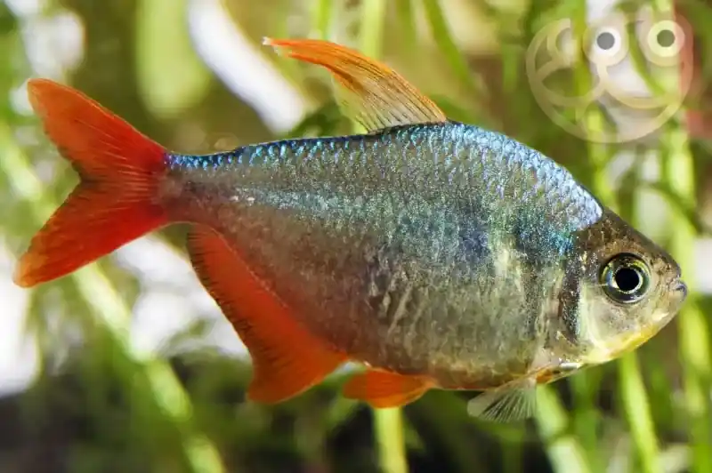 Colombian Red Fin Tetra - Freshwater Livestock