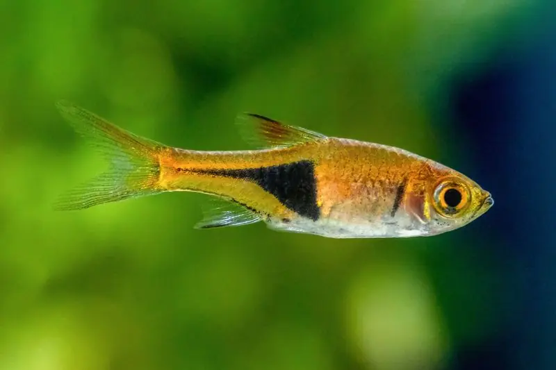 Harlequin Rasbora - Freshwater Livestock