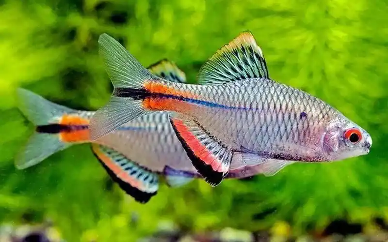 Taiwanese Bitterling - Freshwater Livestock