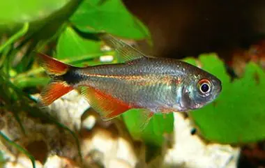 Bueno Aires Tetra - Freshwater Livestock