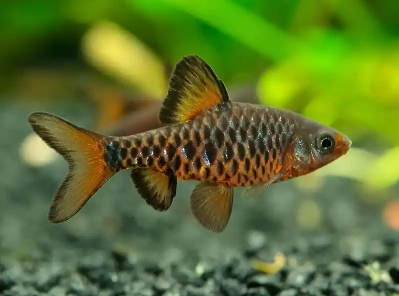 Checker Barb - Barbs