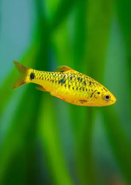 Golden Neon Barb - Barbs