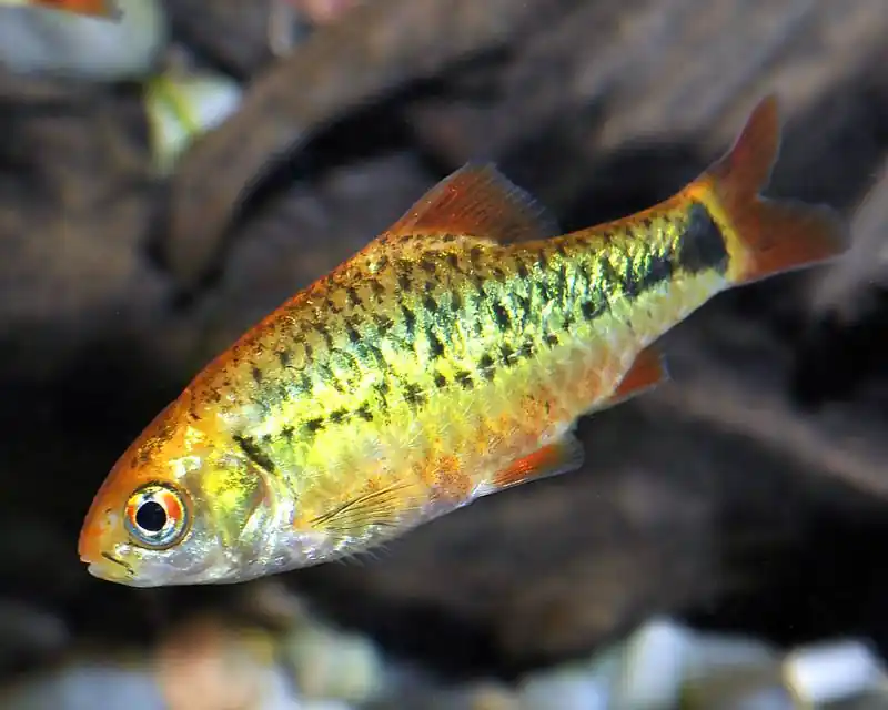 Gold Barb - Barbs