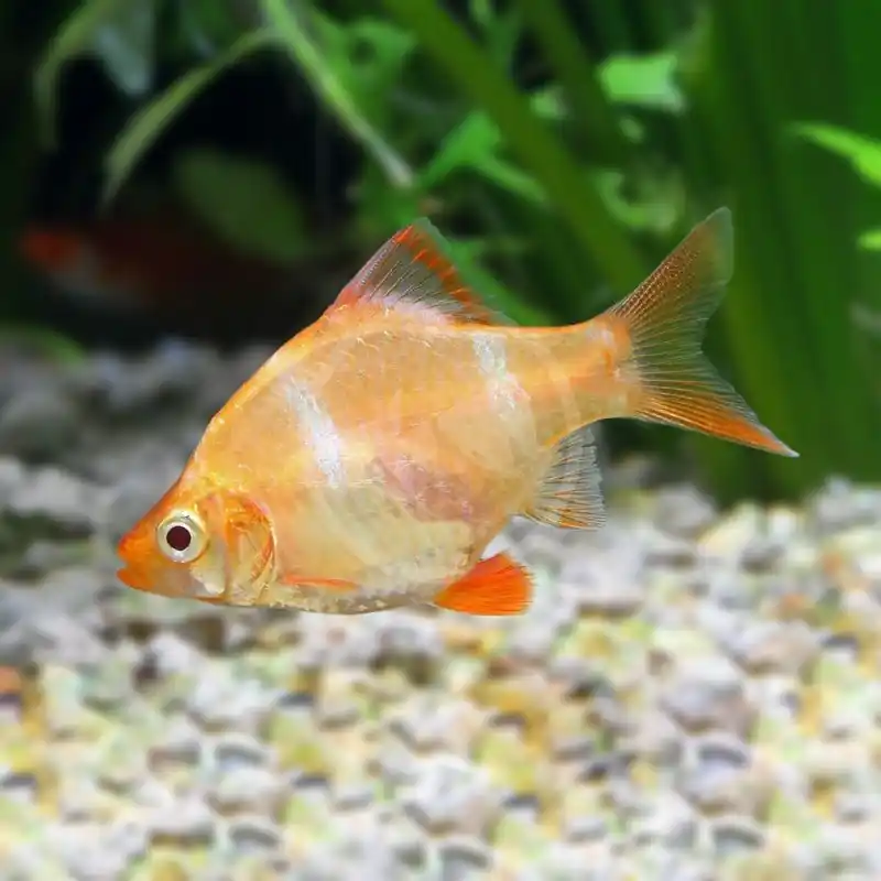Albino Tiger Barb - Barbs