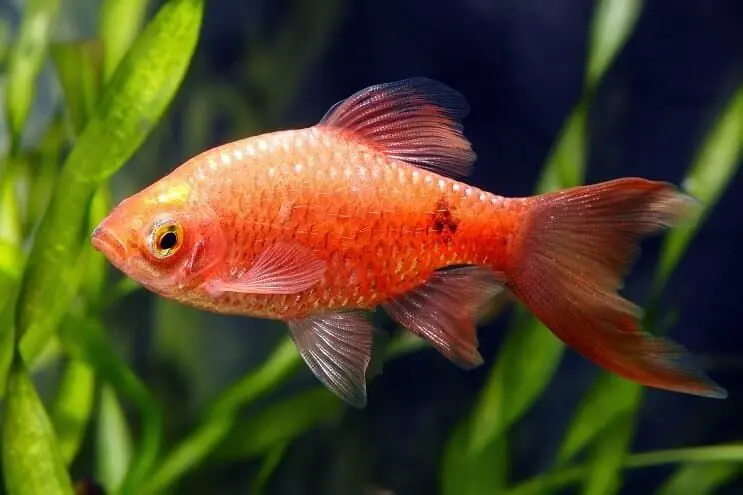 Copper Head Rosy Barb - Barbs