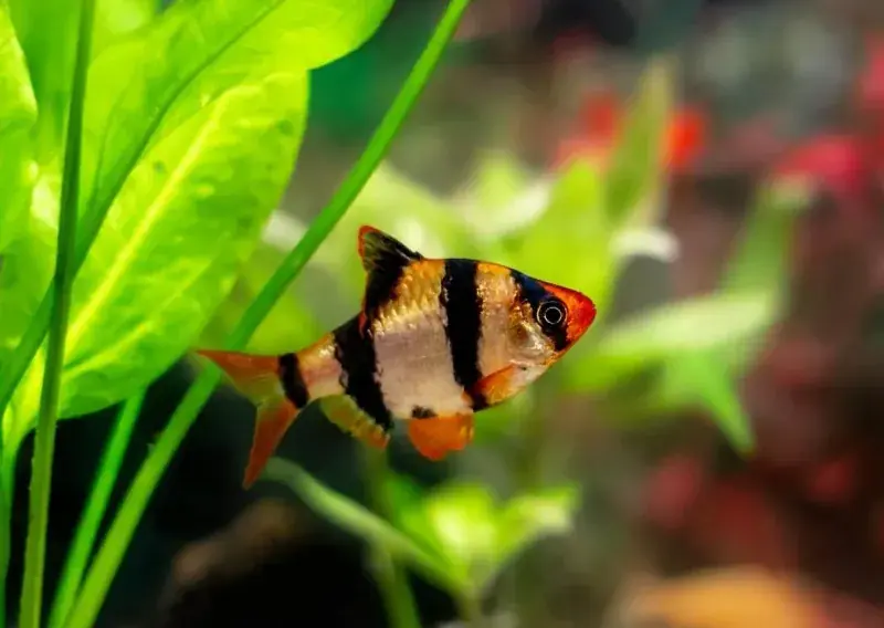 Tiger Barb - Barbs