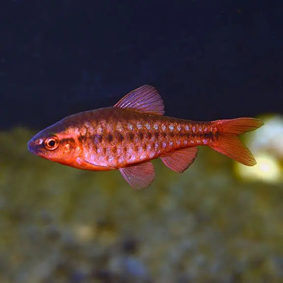Cherry Barb - Barbs