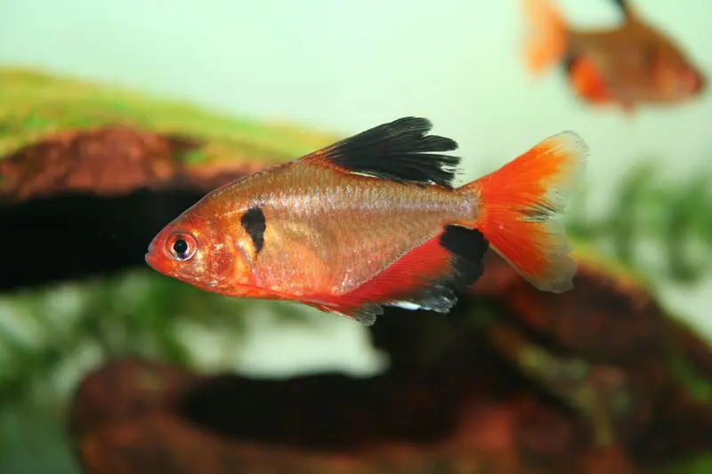 Longfin Serpae Tetra - Freshwater Livestock