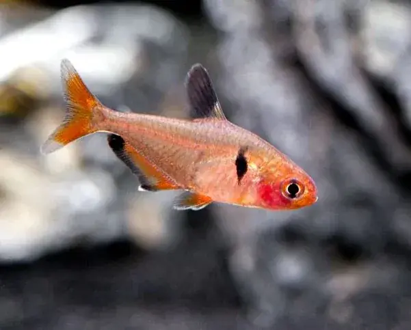 Serpae Tetra - Freshwater Livestock