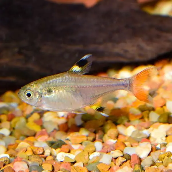 Golden Pristella Tetra - Freshwater Livestock