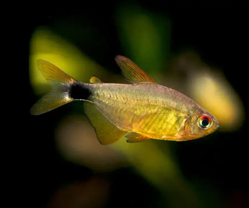 Kitty Tetra - Freshwater Livestock