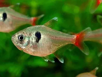 Yellow Phantom Tetra - Freshwater Livestock