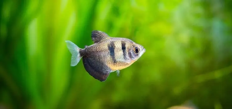 Black Skirt Tetra - Freshwater Livestock
