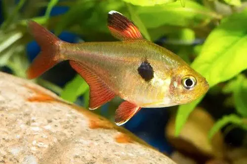 Redtail Yellow Phantom - Freshwater Livestock