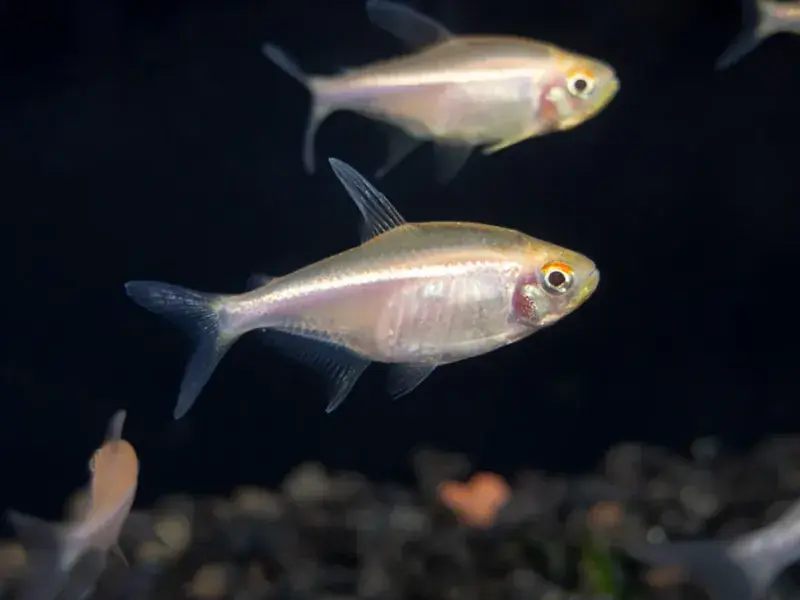 Albino Black Neon Tetra - Freshwater Livestock