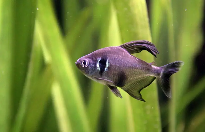 Black Phantom Tetra - Freshwater Livestock