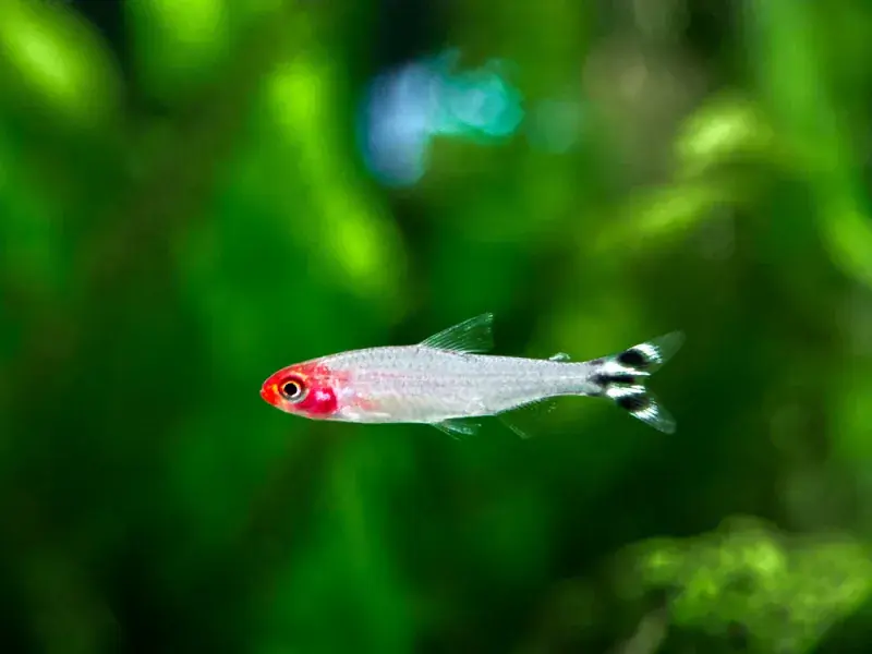 Albino Rummynose Tetra - Freshwater Livestock