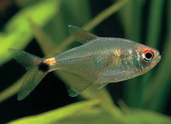 Head & Tail Light Tetra - Freshwater Livestock