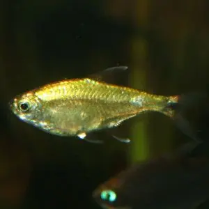 Gold Tetra - Freshwater Livestock