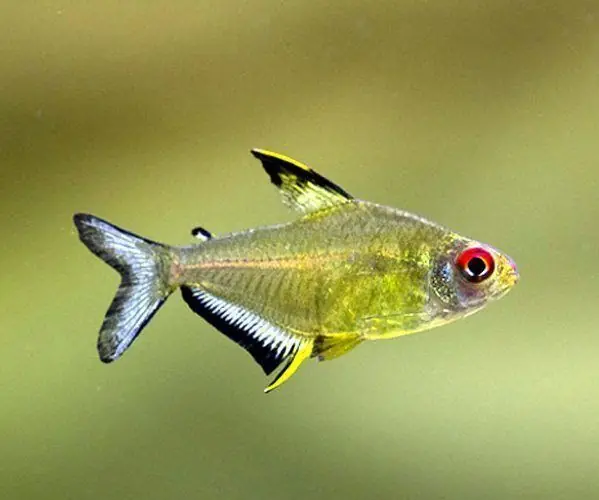 Lemon Tetra - Freshwater Livestock