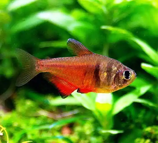 Von Rio Tetra - Freshwater Livestock