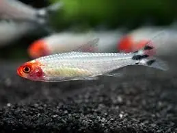 Brilliant Rummynose Tetra - Freshwater Livestock
