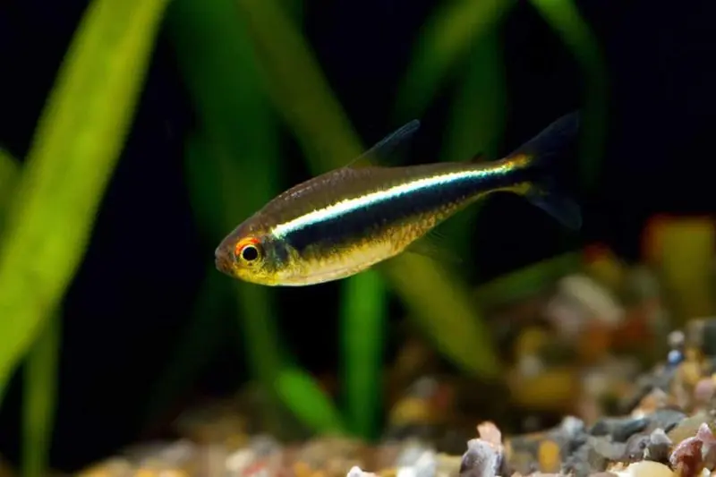 Black Neon Tetra - Freshwater Livestock