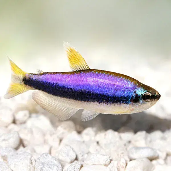 Blue Emperor Tetra - Tetras/Pencil Fish