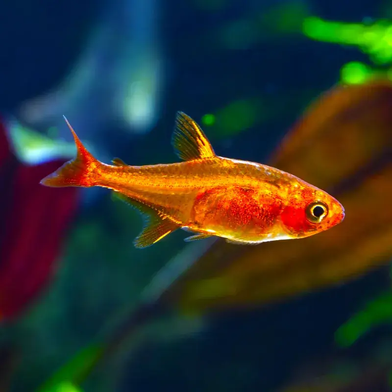 Ember Tetra - Freshwater Livestock