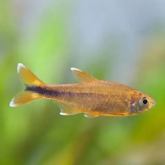 Silver Tip Tetra - Freshwater Livestock