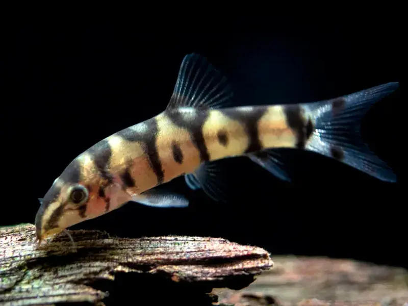 Yoyo Loach 1.5" - Loaches