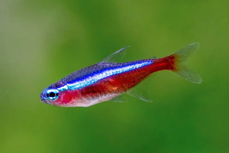 Cardinal Tetra (Tank Raised) - Tetras/Pencil Fish