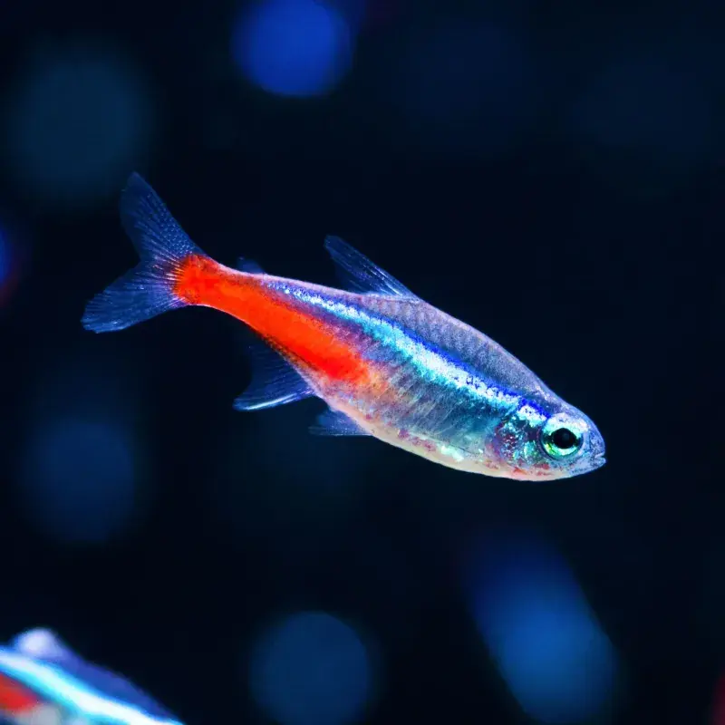 Neon Tetra (Tank Raised) - Freshwater Livestock