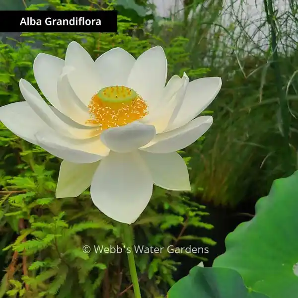 Alba Grandiflora - Lotus (Bare Root)